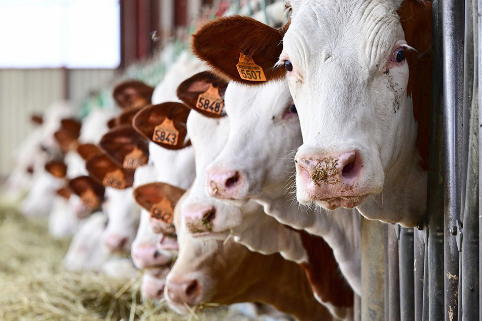Getting cows to burp out less methane might only need a little seaweed snack.