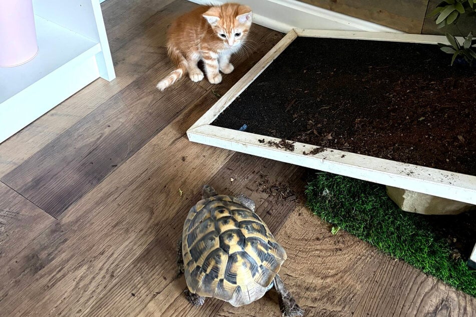 Schildkröte Nelly trifft auf Kätzchen Bert – und will sofort Kontakt.