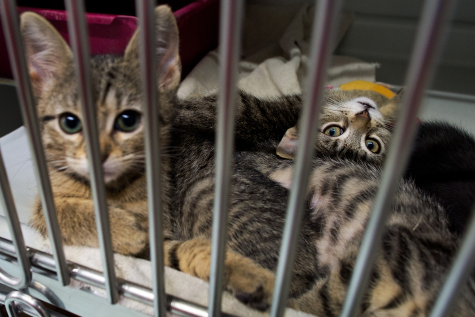 Zwei Katzen nach positivem Corona-Test in Quarantäne!