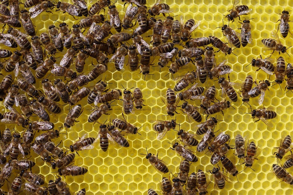 Mehr Bienen braucht das Land: Brandenburg fördert Neu-Imker