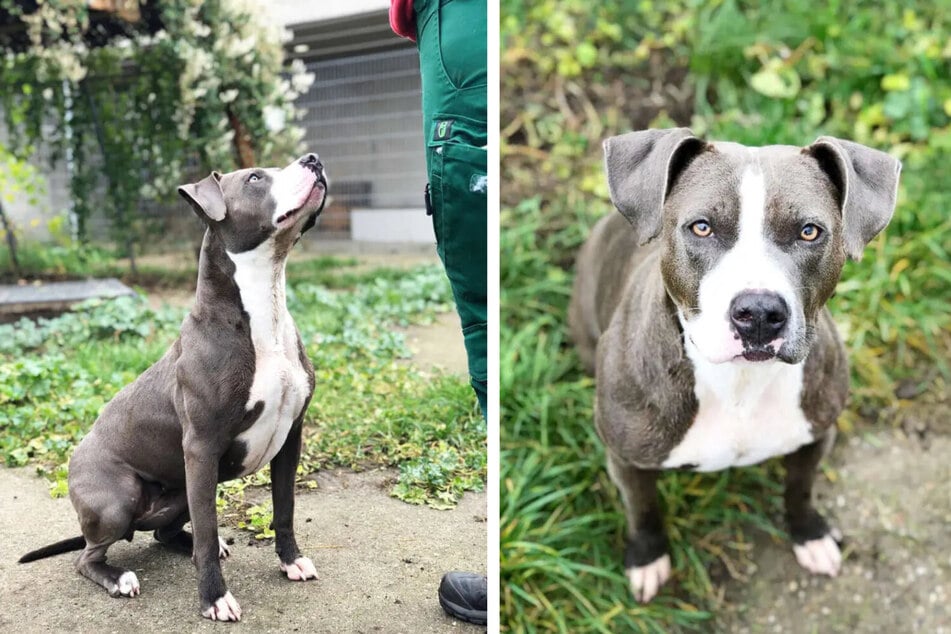 Carla ist im Tierheim überfordert.