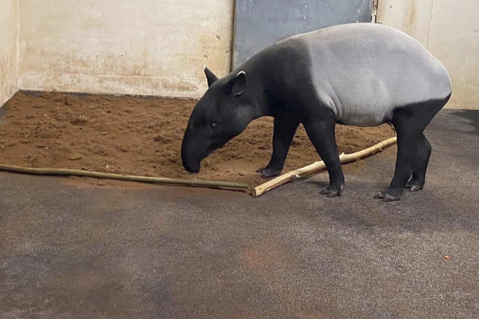 Neuzugang im Zoo: Leipzigs Tapir-Paar ist wieder komplett!