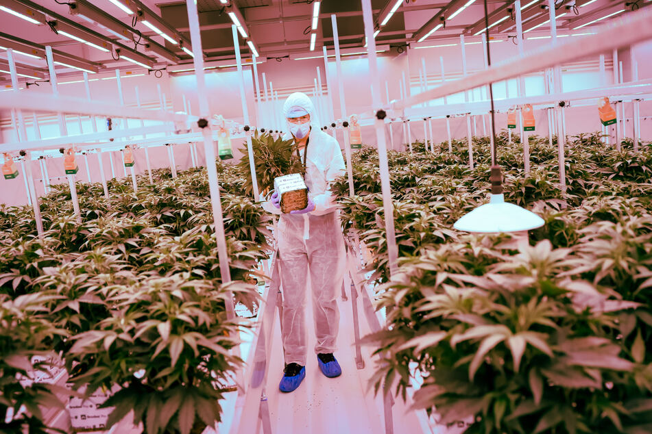 Der Chefanbauer aus den Niederlanden steht zwischen Cannabisplanzen der Sorte Churchill im Blühraum einer Produktionsanlage von Aphira für medizinisches Cannabis.