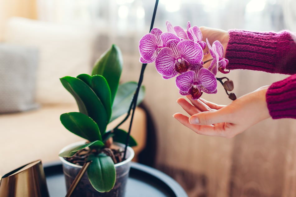 Orchideen sind beliebte und recht einfache Topfpflanzen. Ihre bunten Blüten können sogar mehrmals im Jahr sprießen!