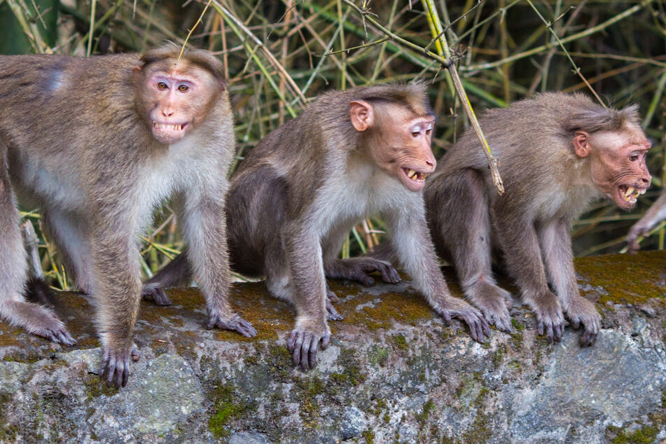 Aggressive Affen machen in Indien immer wieder Probleme, die sogar tödlich enden können. (Symbolbild)