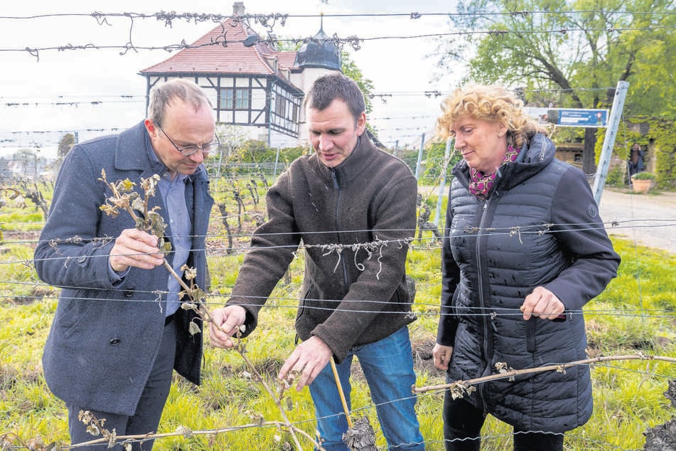 Noch Ende April hatte sich Sachsens Agrarminister Wolfram Günther (50, Grüne) die Schäden in der Hoflößnitz (Radebeul) gemeinsam mit Felix Hößelbarth (41) und Sabine Wendsche (57) vom Weinbauverband (v.l.) angesehen. Jetzt gibt's Hilfen für die Obst- und Weinbauern.