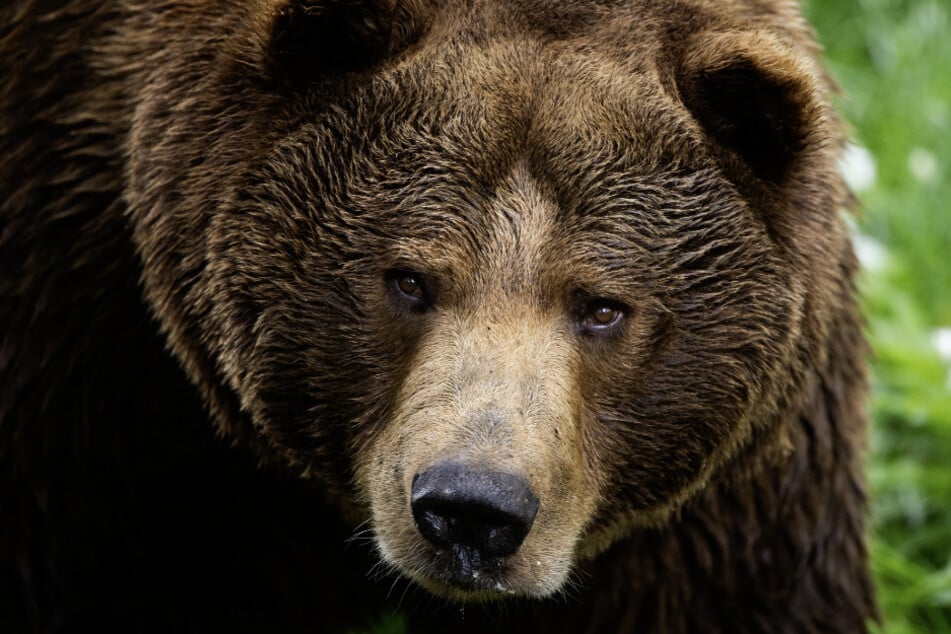 Wenn man auf einen Bären trifft, ist vor allem eines wichtig: Ruhe bewahren!