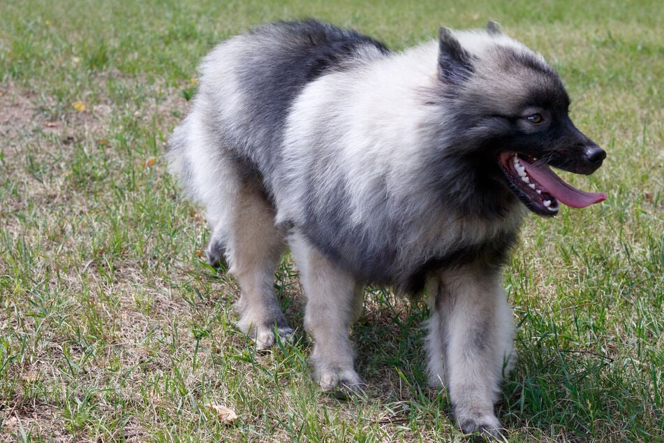 Ein Rentner und sein Haustier wurden im Jerichower Land von einem Wolfsspitz angegriffen. (Symbolbild)