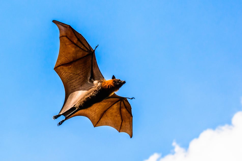 Während Erica Kahn den Nachthimmel fotografierte, flog ihr plötzlich eine Fledermaus direkt in den Mund.