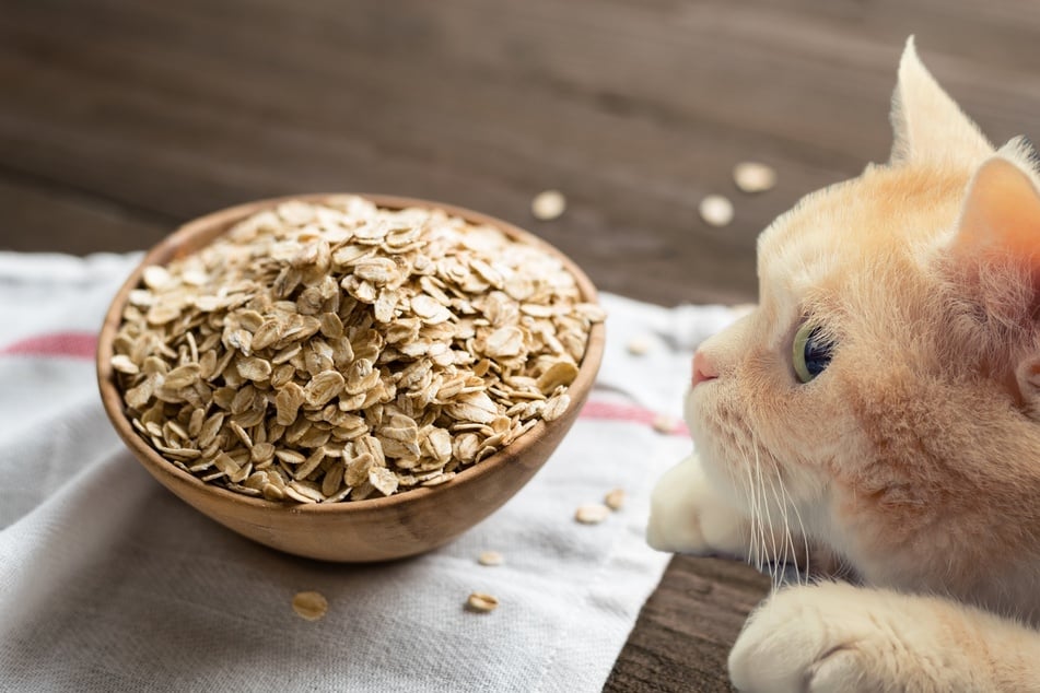 Is it safe for cats to eat oatmeal?