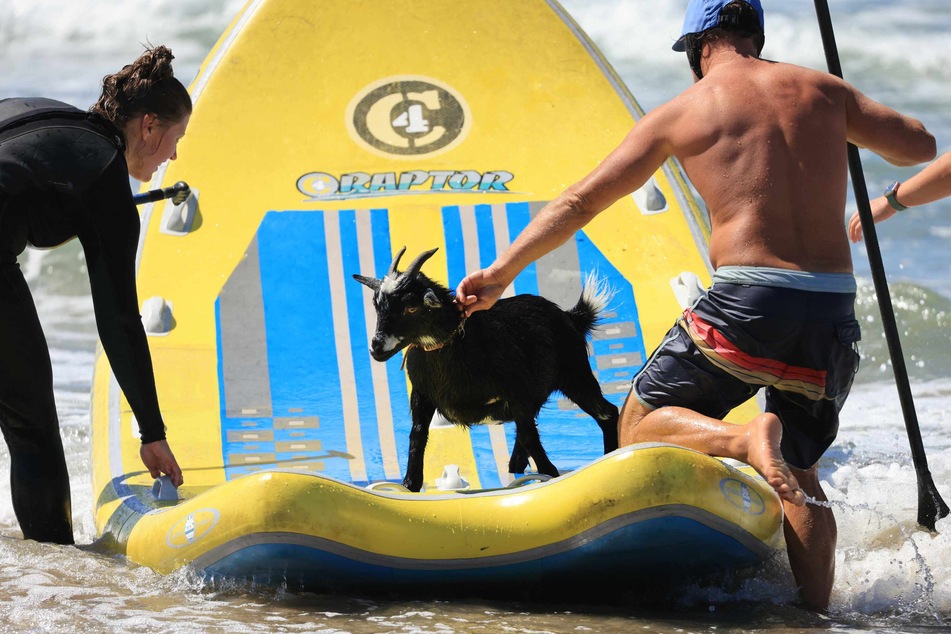 Surfer Dana McGregor (r.) runs Surfing Goats, as seen with his goat Chupacabrah in Pismo Beach, California.
