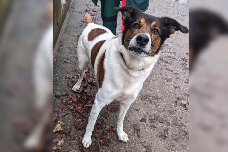 Jim sucht nach einem Zuhause bei liebevollen Menschen, die sich mit Hunden auskennen.