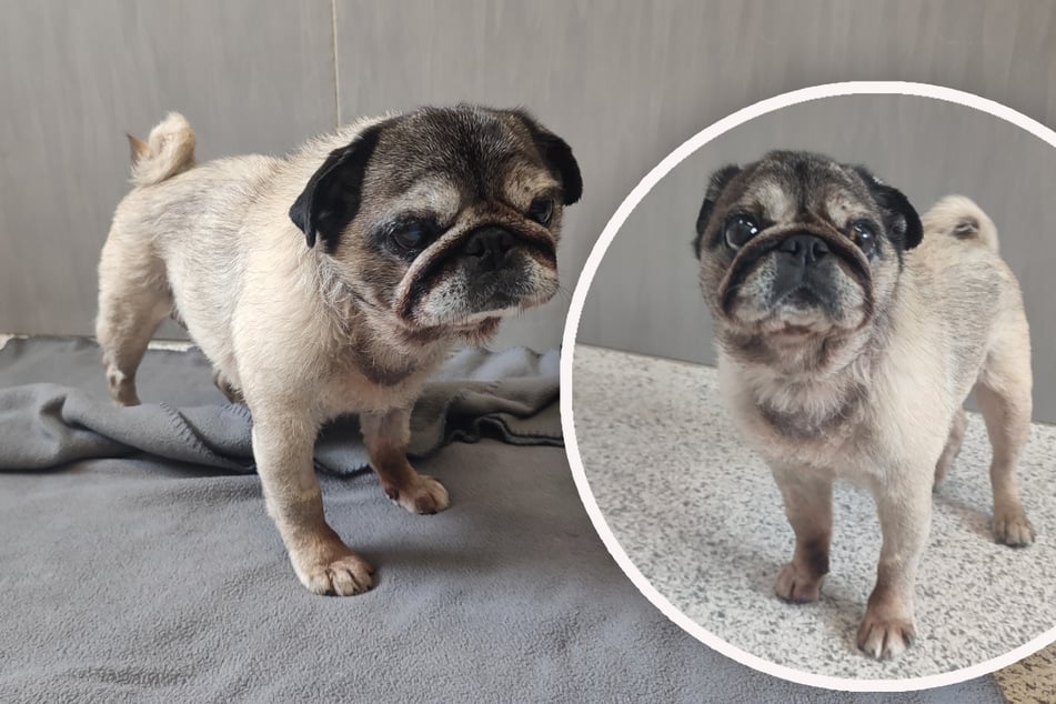 Hunde-Oma sucht Kuschelpartner: Findet Mops "Lola" jetzt ihr Glück?