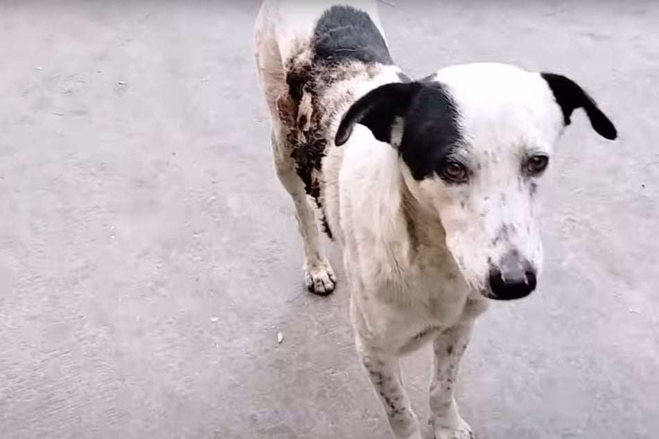 Tierschützer wollen Hund mit Brandwunde retten: Plötzlich passiert etwas Herzzerreißendes