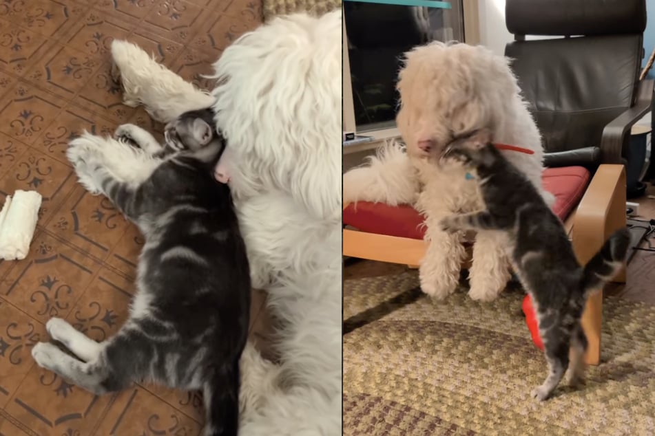 Hund Bumper und Kätzchen Mulligan haben sich direkt angefreundet.