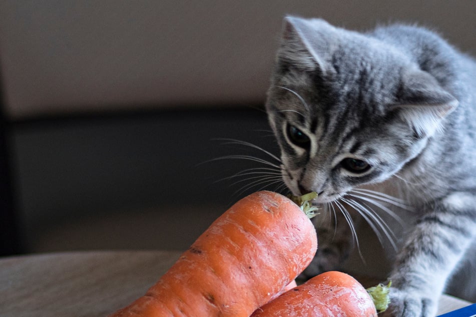 Carrots and cat diarrhea: the unlikely cure for your kitty's upset tummy
