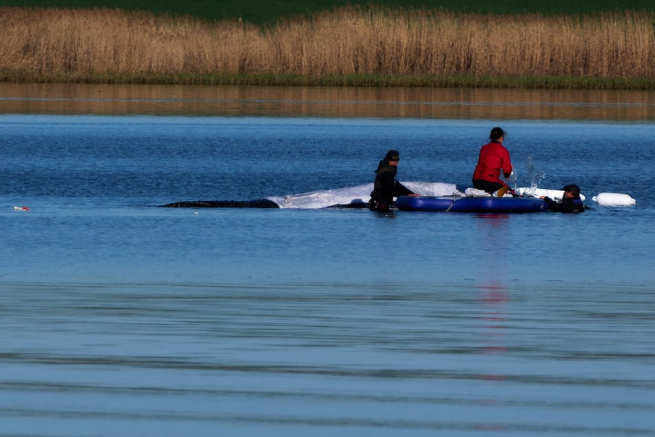 Gestrandeter Buckelwal "Timmy": Vorbereitungen laufen, Experten zuversichtlich