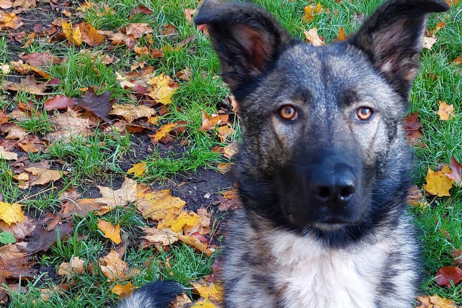 Ihre Familie hatte keine Zeit mehr für sie: Wer schenkt Schäferhund-Mix-Hündin Emmi ein ruhiges Zuhause?