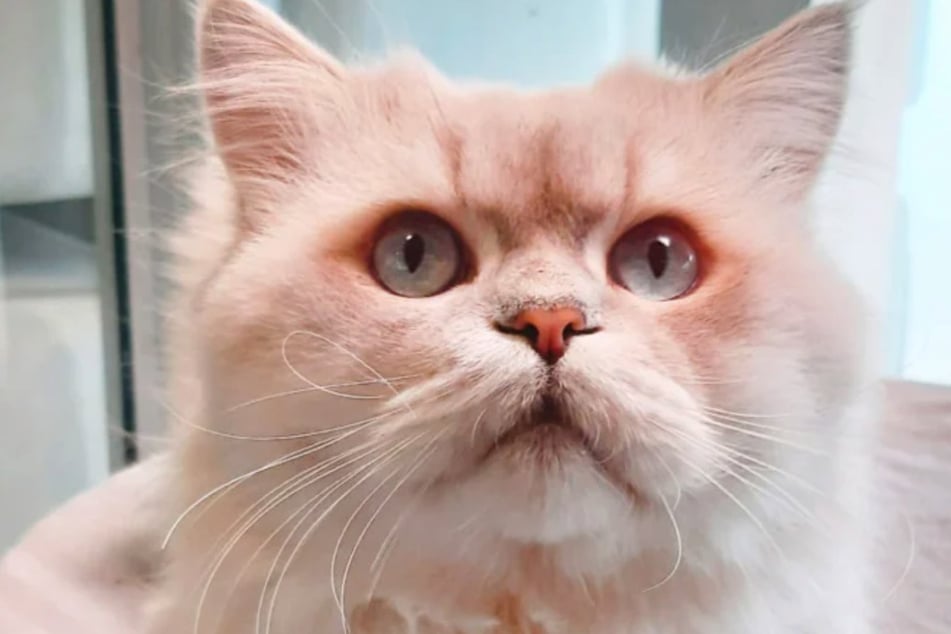 ¿Tendrá el dulce de cuatro patas un final feliz?