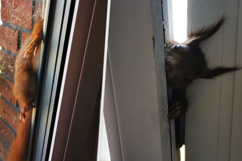 Eichhörnchen in Not! Kleiner Nager klettert durch gekipptes Fenster und bleibt stecken