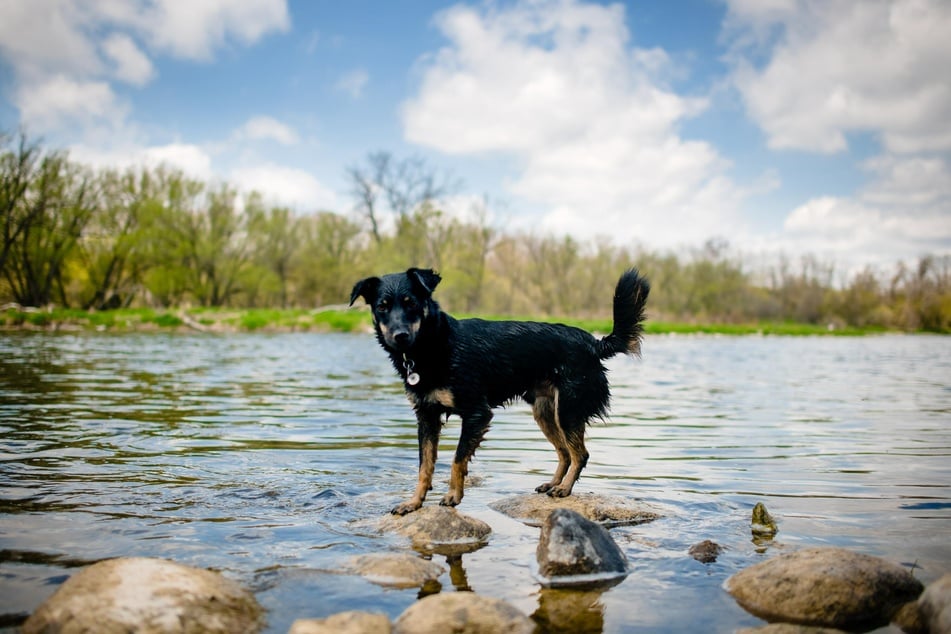 Beim Joggen mit dem Hund eine Pause zum Trinken oder direkt an einem Gewässer zu machen, hilft dem Tier, seine Körpertemperatur zu regulieren.