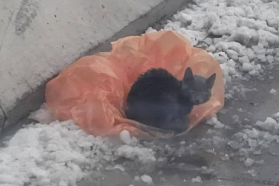 The poor abandoned cat was shivering in the sludge on the freeway and trying to stay warm by sitting on a plastic bag.