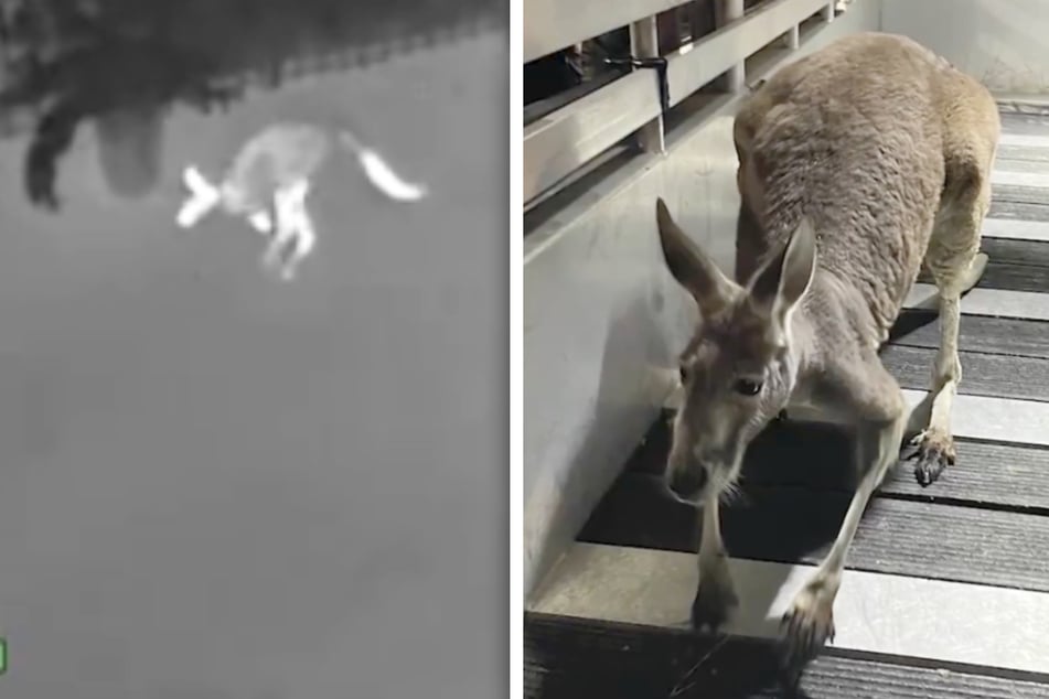 Kangaroo on the loose: Woman dials 911 over wild runaway!