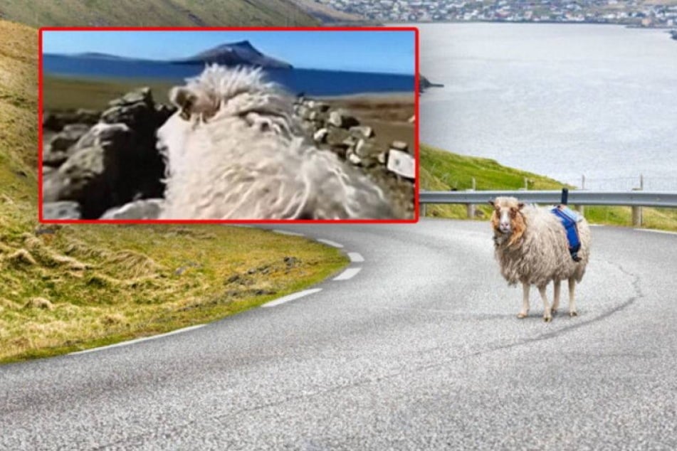 Sheep View: Schafe filmen für Google