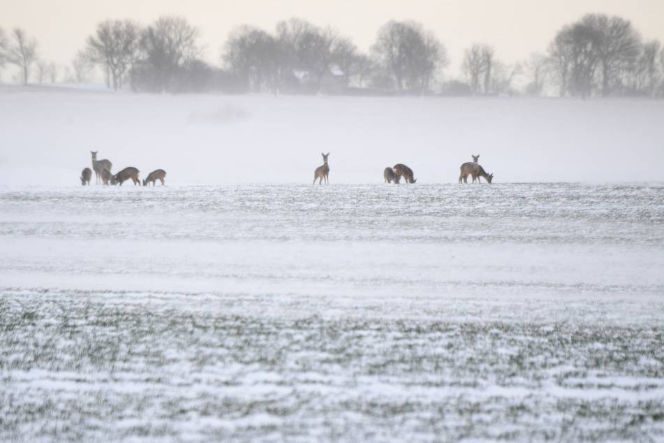 Eiseskälte schadet bedrohten Arten, andere Tiere profitieren