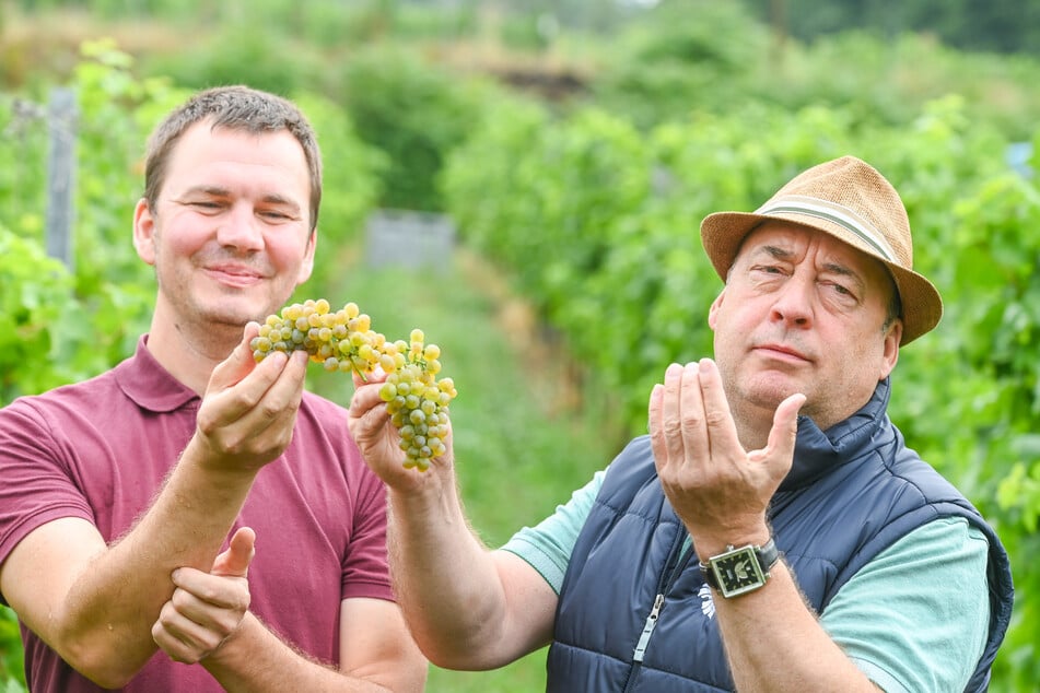 Der alte und der neue Chef bei der Weinlese 2019: Felix Hößelbarth (43, l.) und Jörg Hahn (64).