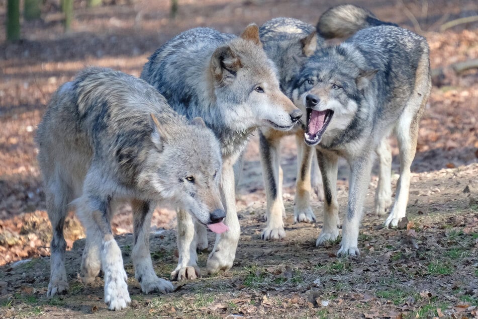Mehr Wölfe, mehr Rudel, mehr Territorien? Nein, die Wolfspopulation in Sachsen stabilisiert sich zusehends.