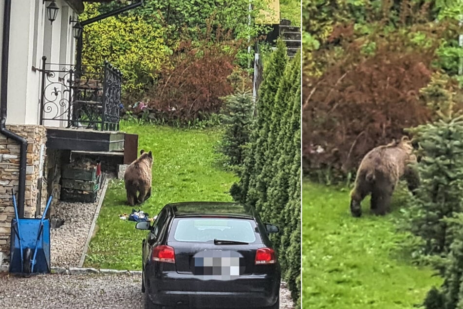 Im polnischen Zakopane war ein hungriger Bär offenbar auf der Suche nach Nahrung und durchwühlte deswegen Mülltonnen in einer Wohnsiedlung.