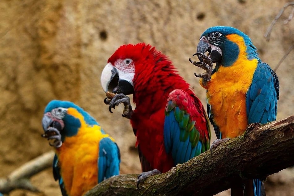 In "Amazonien" leben unter anderem Blaukelaras und Grünflügelaras.