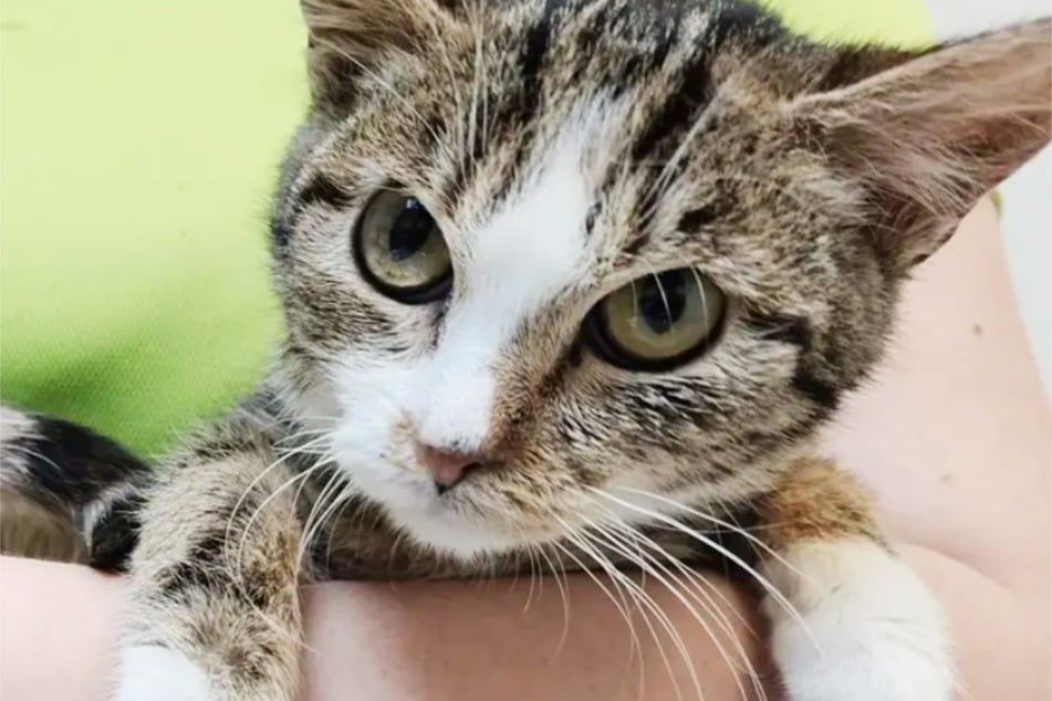 La dulcísima Curly Sue probablemente haya recibido el susto de su vida cuando la lanzaron fuegos artificiales.