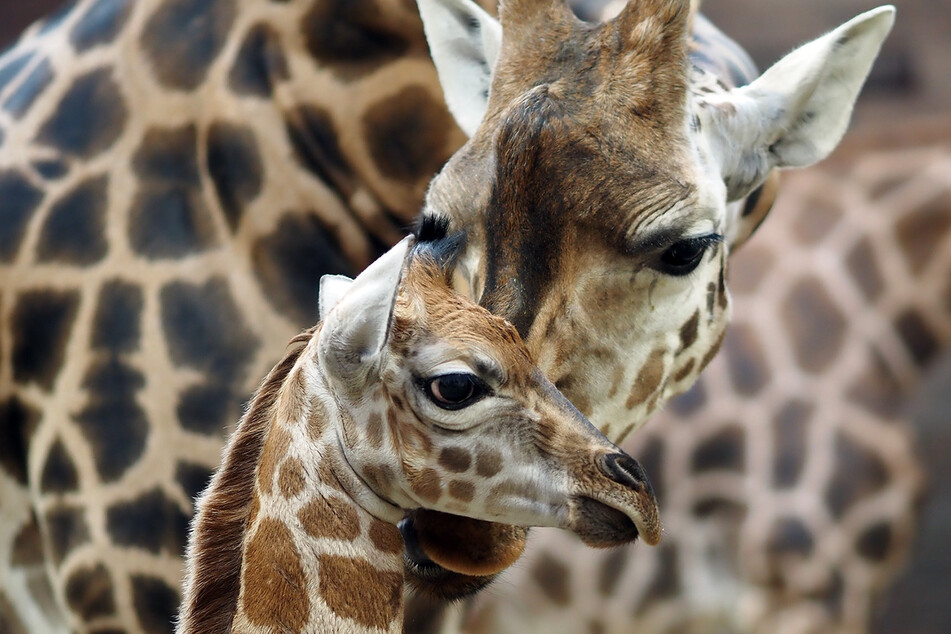 Bis zum 1. März könnt Ihr Namensvorschläge für den Giraffen-Jungen geben.