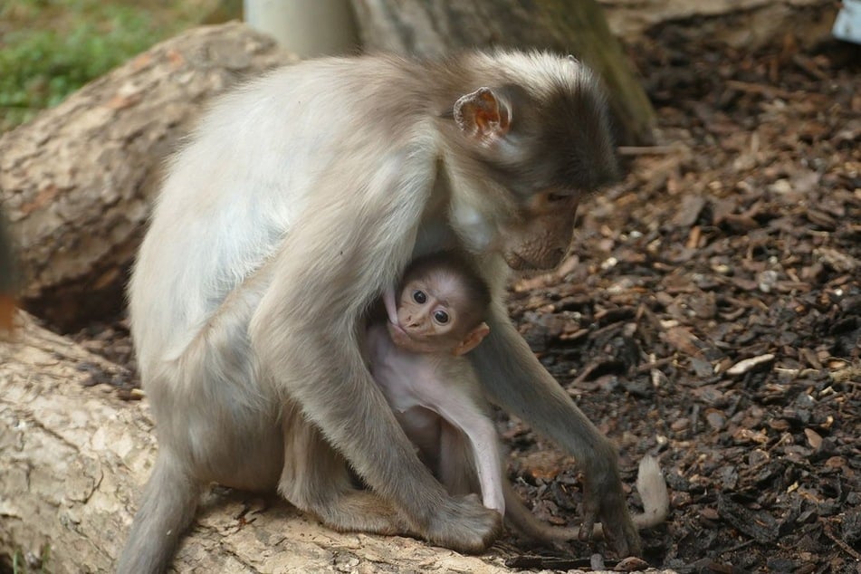 Das Weibchen wurde zum dritten Mal Mutter und kümmere sich deshalb routiniert um ihren Zögling, so der Zoo.