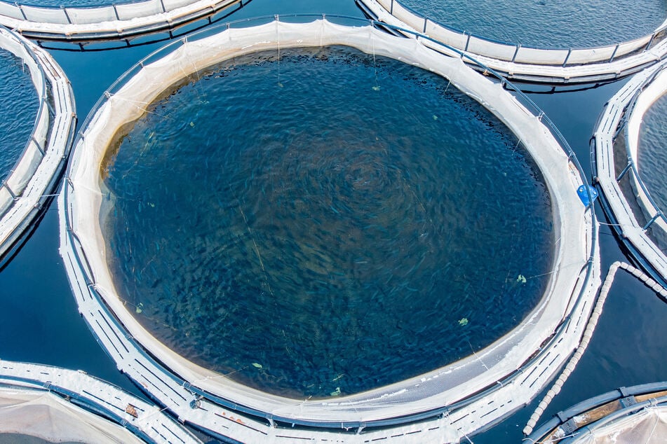 Aus Fischfarmen gelangen Schadstoffe in die Umwelt, aber auch in die Zuchtfische selbst.