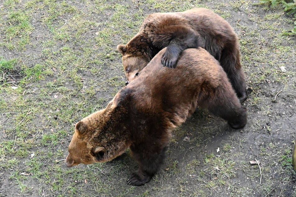 ... und die beiden Petze beim Spielen beobachten.