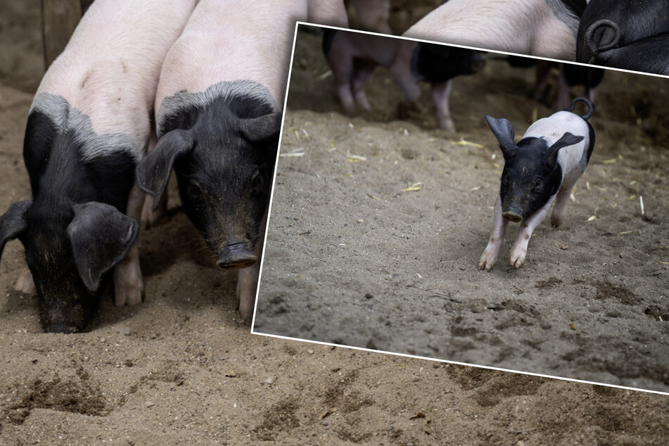 Siebenfacher Schweine-Nachwuchs im Kölner Zoo: Nutztiere vom Aussterben bedroht