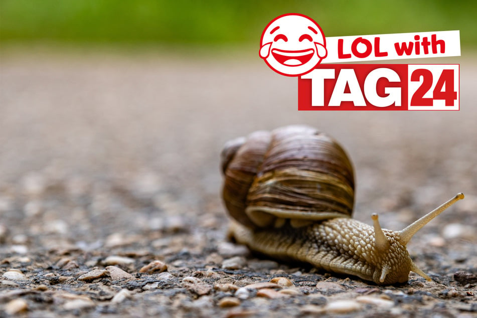 Today's Joke of the Day is a snail-filled snack!