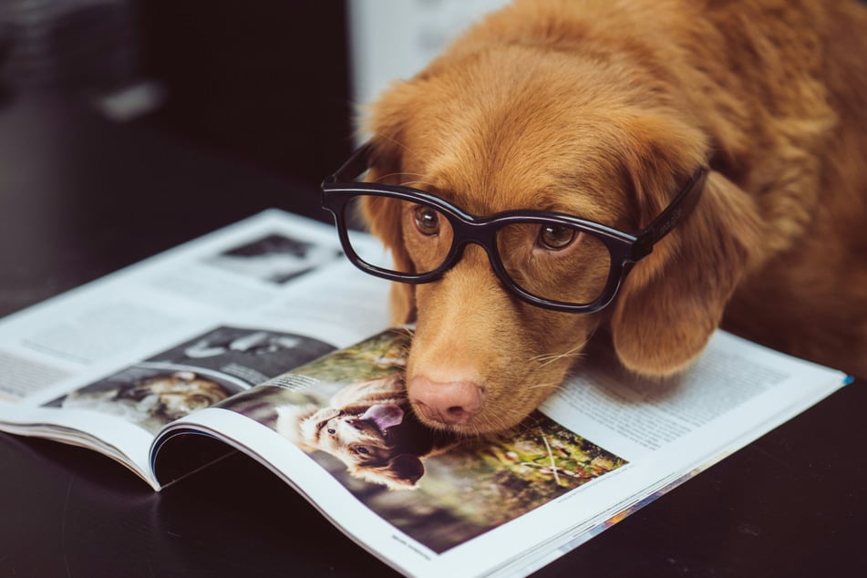 A new study discovered that some "genius" dogs are able to learn new vocabulary just from eavesdropping on their owners' conversations.