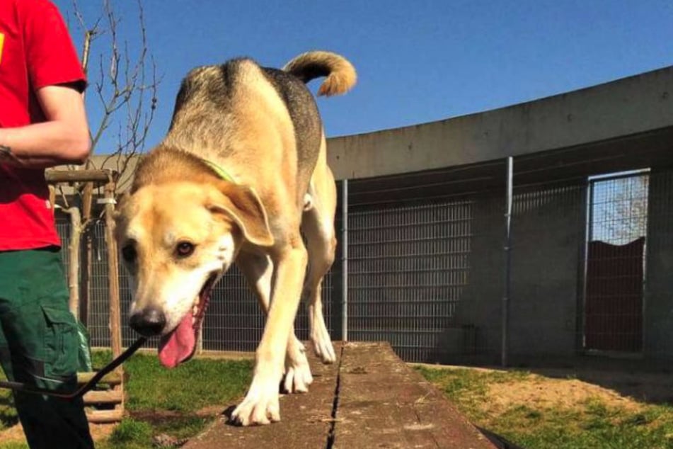 Hund Benny will endlich in seinem eigenen Zuhause ankommen.