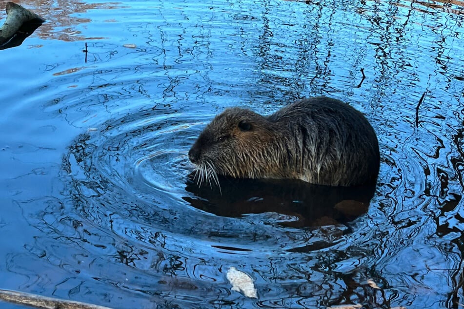 Die Nuria-Population in Deutschland wächst rasant.