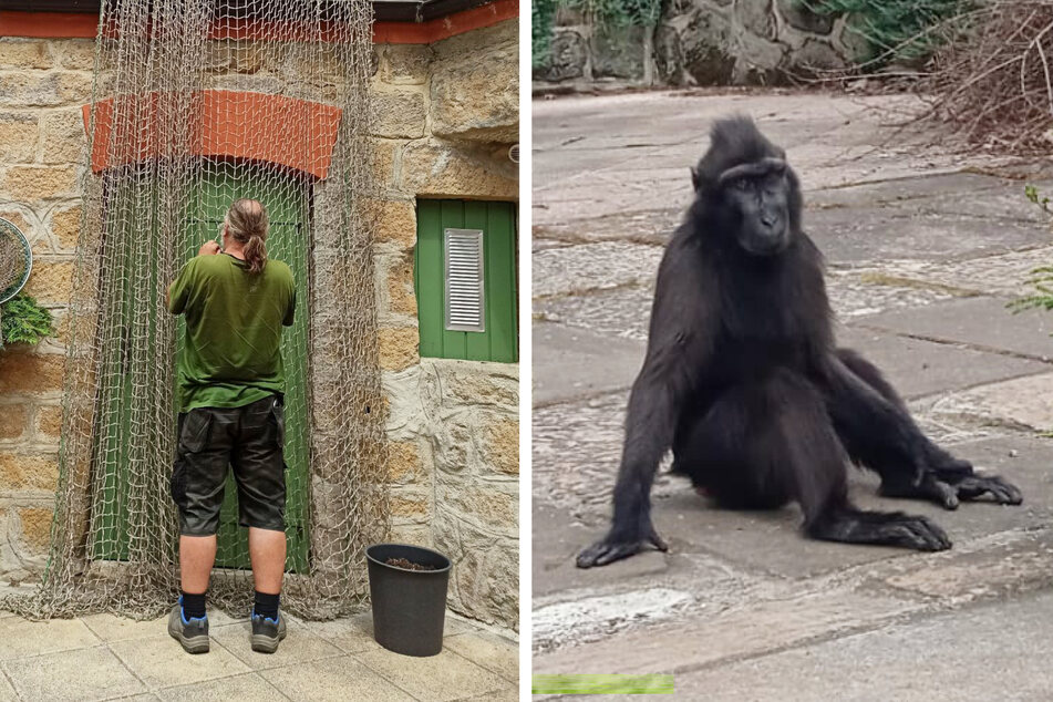 Letzter Affe aus dem Zoo Děčín wieder da: Hier wurde er gefunden