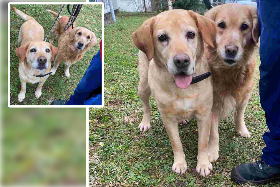 Diese zwei Hunde ereilte ein schreckliches Schicksal: Gibt es für sie ein Happy End?