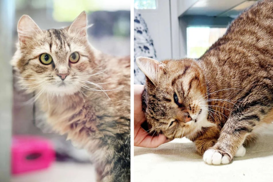 Wessen Herz kann das tierische Duo erweichen?