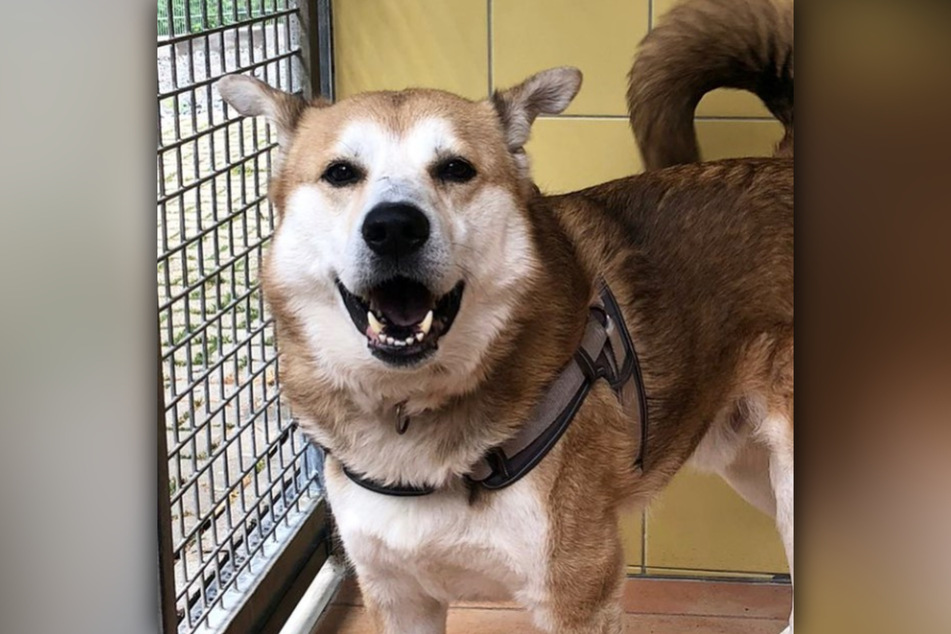 Hund "Lisko" wurde auf der Straße beim Tierheim Köln-Dellbrück gefunden.