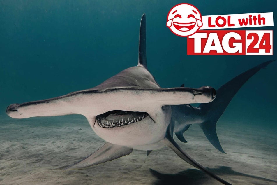 Joke of the Night for March 20, 2026: This one's swimming with silly