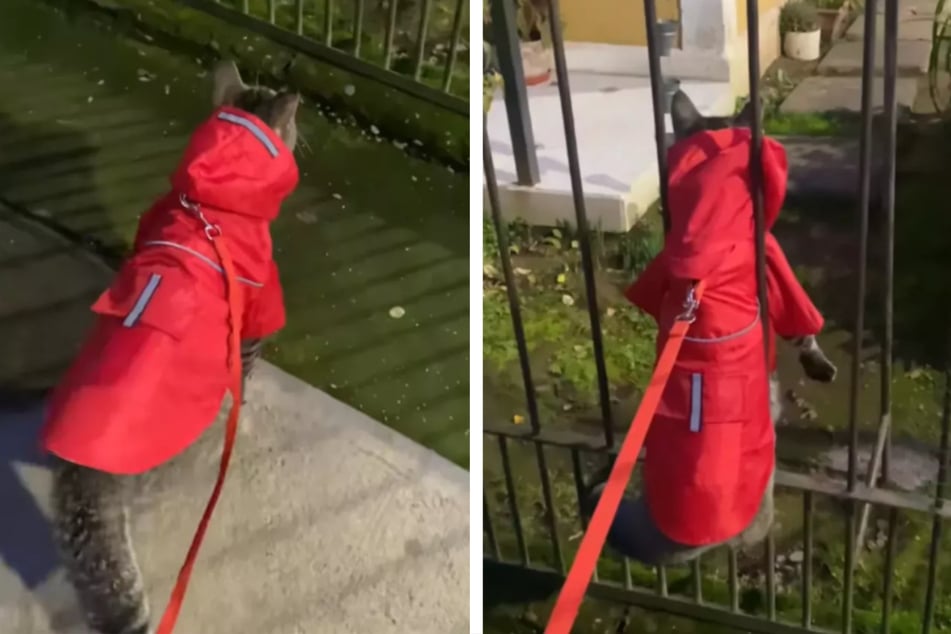 What began as a harmless walk ended in a strange moment for a silly cat and its owner.
