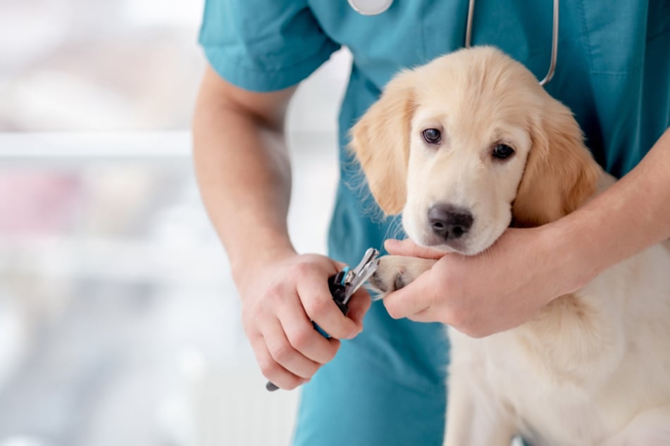 Die Krallen beim Hund zu schneiden, gehört zur medizinischen Vorsorge.